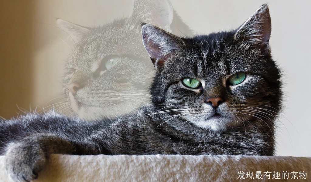 如何判定你是否有宠物痴迷的病态或者是行为问题