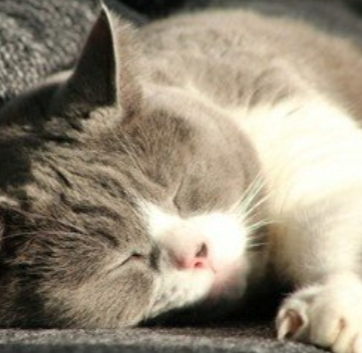 豆腐猫砂和鹏润土猫砂对比，你更喜欢那个？