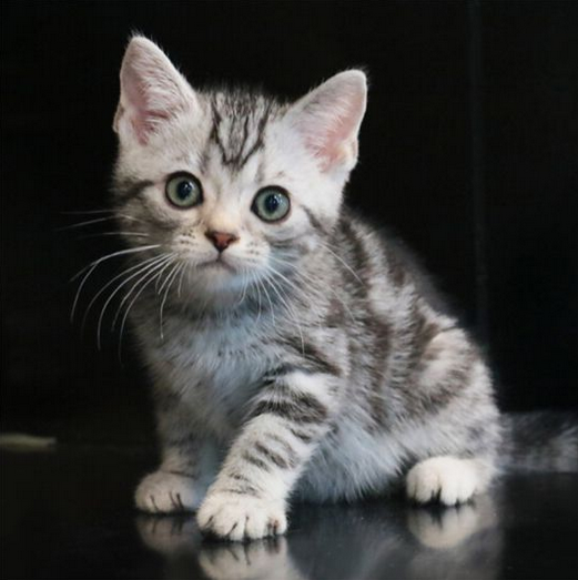 辟谣：猫咪打三联疫苗是医院为了挣钱的骗局！医院其实不差这点钱