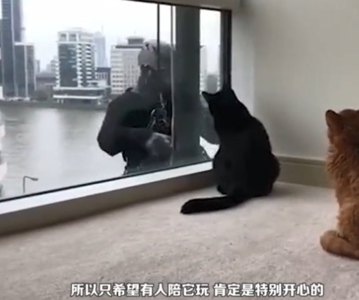 猫咪发现窗外有人在擦玻璃，当时搞笑的事情就发生了，太可爱了！