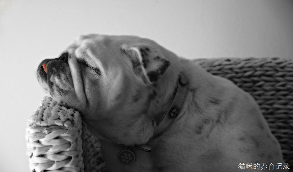 什么是动物训练？分享一些我的浅显理解给大家