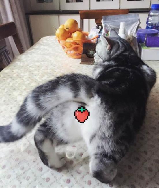 辟谣：猫咪的“美国翘臀”并不一定代表发情了，也可能是示好哦