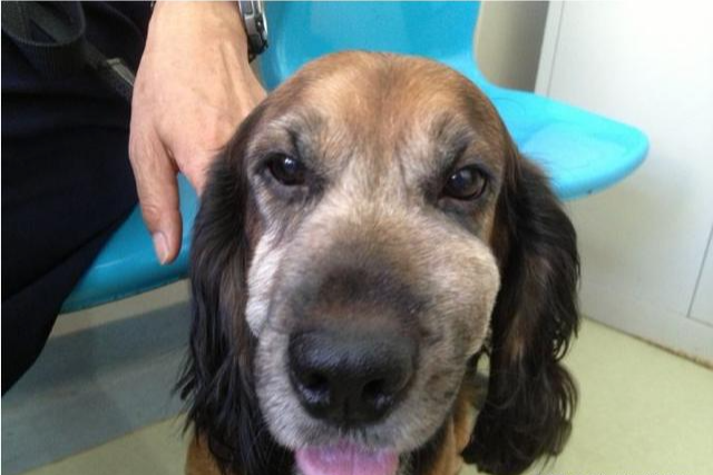 狗狗常见的7种癌症！症状近似日常疾病，通常发现就是晚期