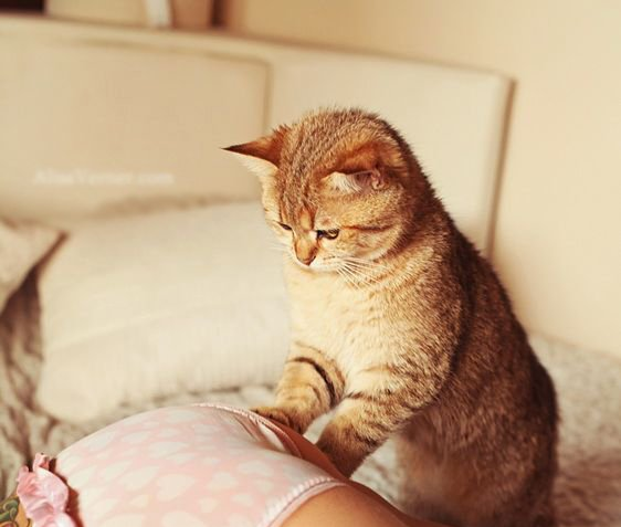 铲屎官越来越多，是从众心理，还是吸猫真的能解忧？