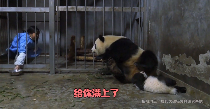 奶妈用蜂蜜吸引滚滚，下一秒将熊猫宝宝“偷走”，这当妈的心真大