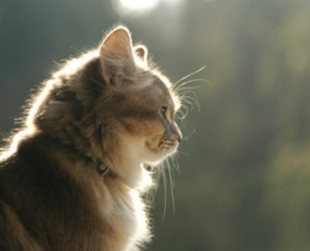 作为爱猫认识，你知道如何训练一只猫吗？