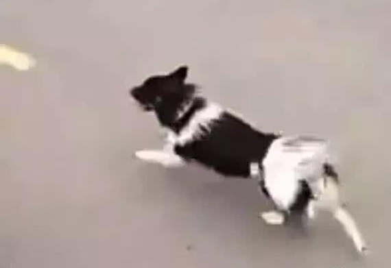 一条狗狗路上狂奔，好奇路人跟上一看瞬间被感动！