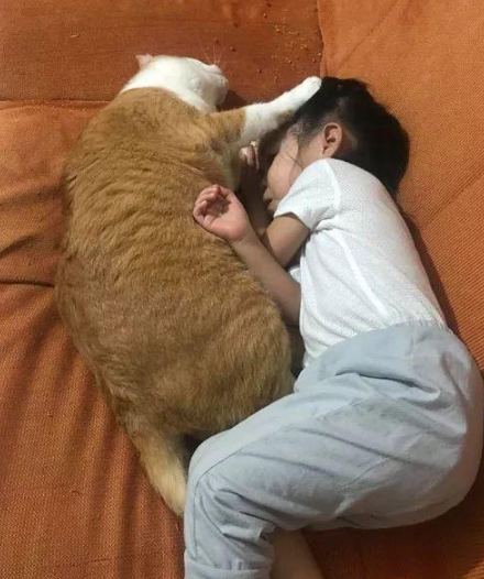 好心人收养一只流浪小橘猫，一年后画风突变，网友：不愧是橘猫