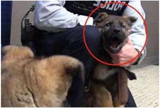 ?小警犬第一次执勤，害怕到紧抱警官大腿，小模样不要太可爱