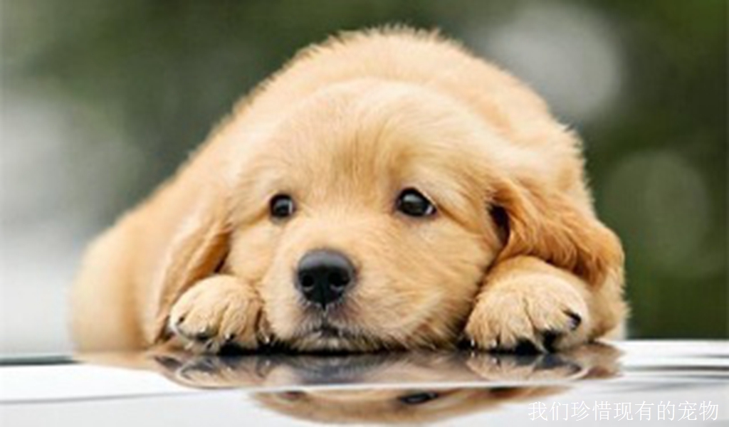 当狗狗有行为问题时，及时的训斥很重要