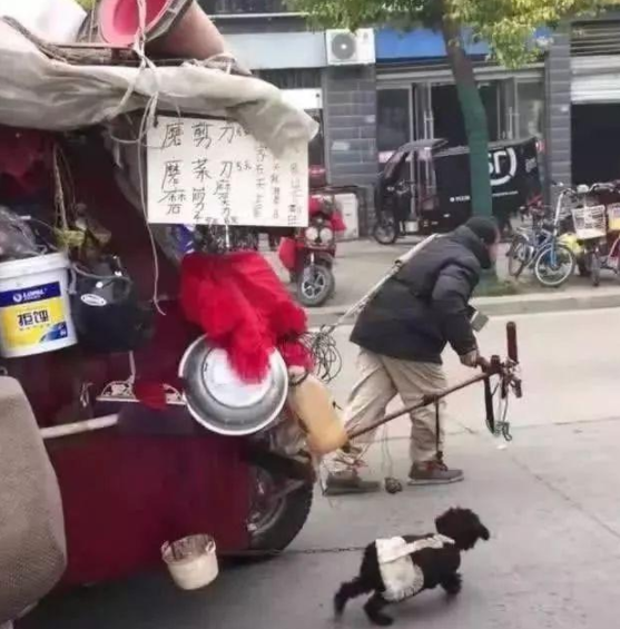 小狗卖力帮主人拉车被网友拍下：狗狗永远都不会嫌弃主人