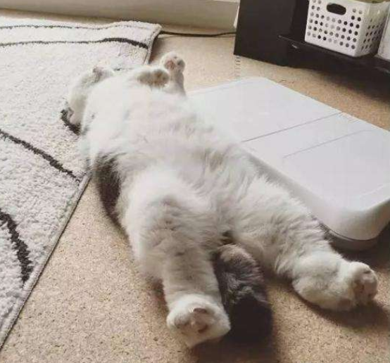 猫咪夏天意外死亡手册