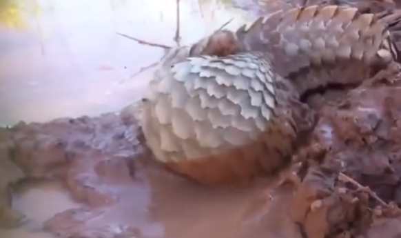 穿山甲只此一招，令狮子无从下嘴，气的按住穿山甲的头在地上摩擦
