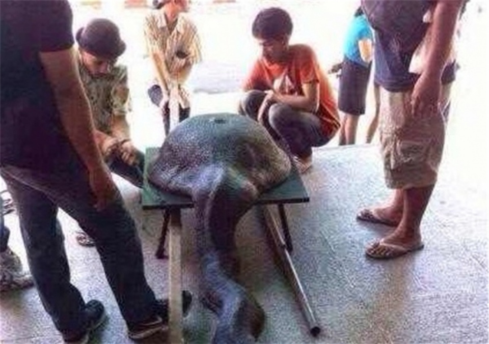 「蟒蛇」龟蛇相斗，蟒蛇生吞乌龟，结果却很悲剧，网友：渡劫失败