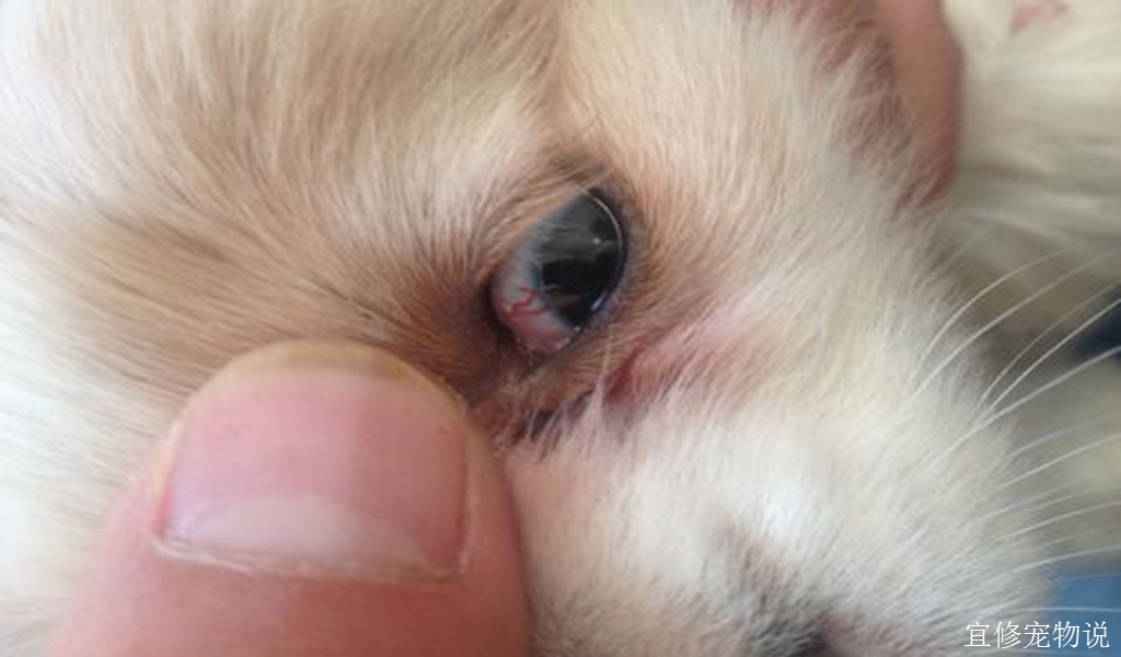 在家也能给狗狗做的一些基本检查