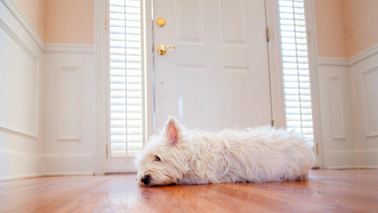 养狗什么都要新的，那可不一定