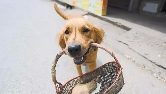 金毛每天早上叼着钱为主人买早餐 累瘦了！