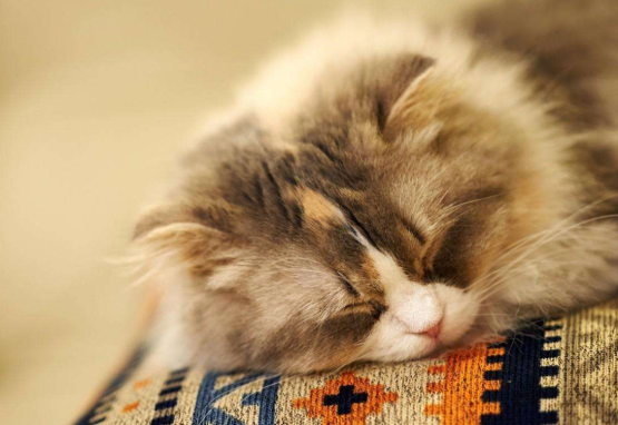 辟谣：猫咪打三联疫苗是医院为了挣钱的骗局！医院其实不差这点钱