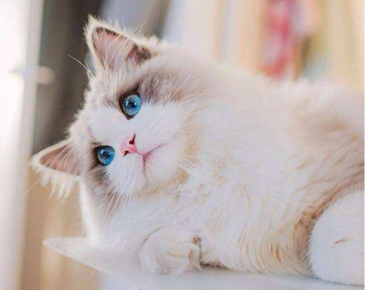 感觉生活在猫的世界里，只要睁眼，随处可见猫毛？就该这样打理
