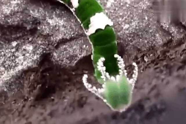 男子野外散步时发现一条小青虫，看到它的头部，立刻放弃捕捉