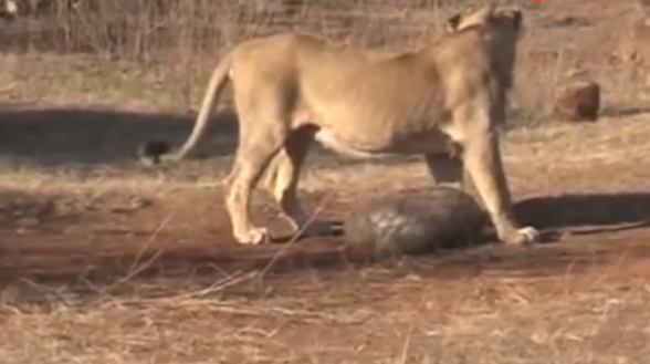 穿山甲只此一招，令狮子无从下嘴，气的按住穿山甲的头在地上摩擦