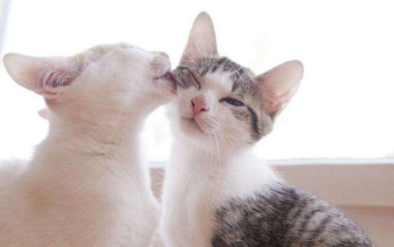 每天吸猫PK偶尔呼吸PM2.5超标的空气，哪个对肺危害更大？