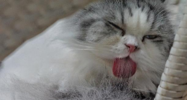 猫主子在主人身上舔毛是因为“爱”吗？铲屎官们可别太天真了