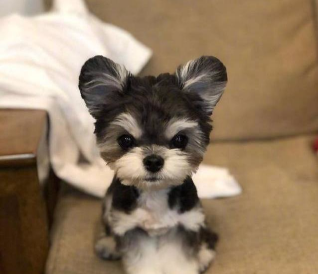 雪纳瑞和贵宾混血的狗狗，也太可爱了，长得像布娃娃