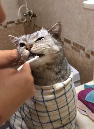 牙疼不是病，疼起来真要命！这对猫咪来说可能是真·要命！
