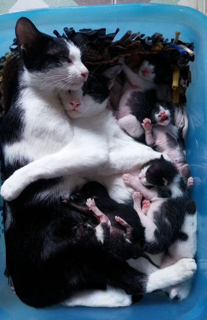 母猫生完孩子，猫爸第一时间贴心的搂着母猫，猫崽全被挤到一旁