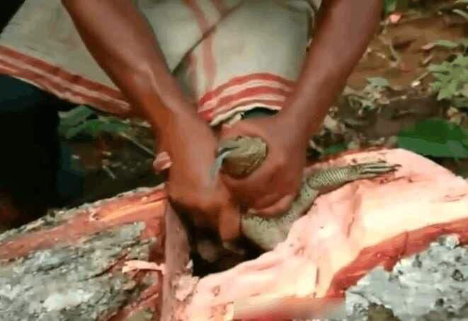 男子树林里干活，突然听见树干传出声音，剥开树皮后十分惊喜