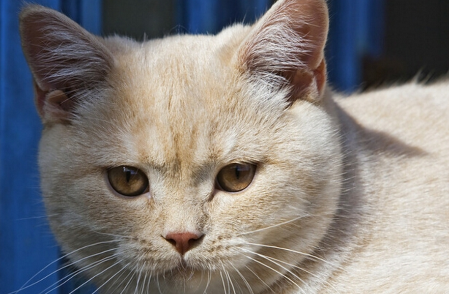 家里的猫咪爱咬人？铲屎官得了解它咬人的原因，再耐心的教育它