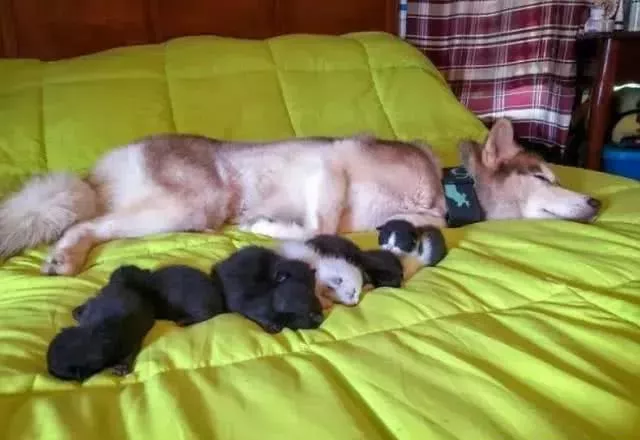 二哈叼回一只小猫，主人以为它又犯二了，可它却拯救了7个小生命