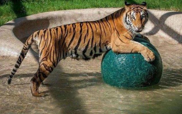 救援人员将老虎从马戏团里救出，长期挨饿和虐打，早已丧失了野性