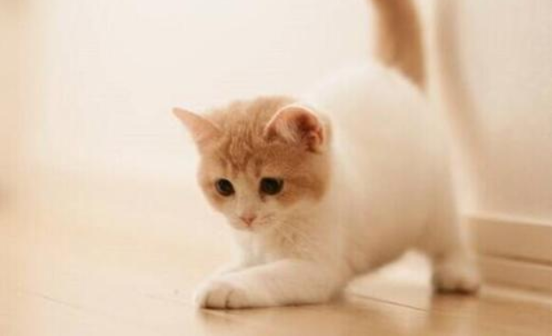 辟谣：猫咪打三联疫苗是医院为了挣钱的骗局！医院其实不差这点钱