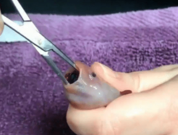 女子家里的鱼不吃不喝，撬开嘴巴取出一物，女子不淡定啦！