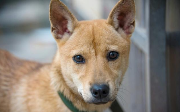 杂交狗就是中华田园犬吗？恐怕是我们搞错了