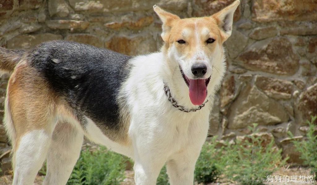 狗狗非常喜欢的十种水果和蔬菜