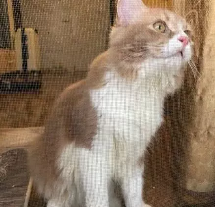 大型实力劝退养猫场面，看得我的心脏都快受不了啦