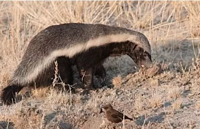 平头哥连狮子都不怕，却被这种小鸟耍得团团转，还懂得利用人类