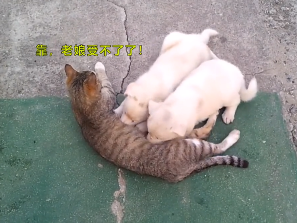 狗宝宝把猫咪当妈，趴肚子旁喝奶，猫崽愣了：搞错了，这是我妈！