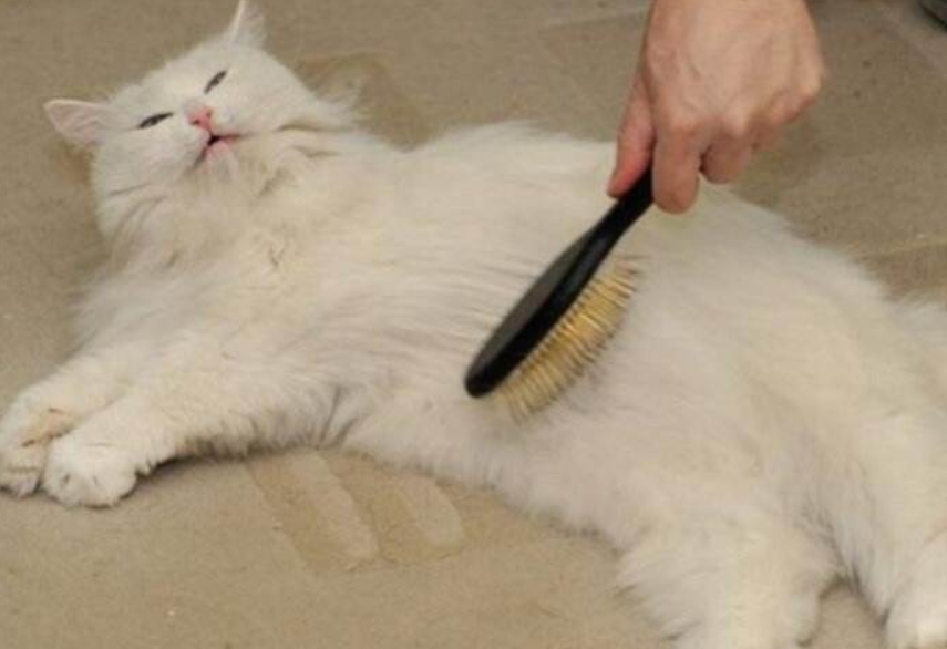 感觉生活在猫的世界里，只要睁眼，随处可见猫毛？就该这样打理