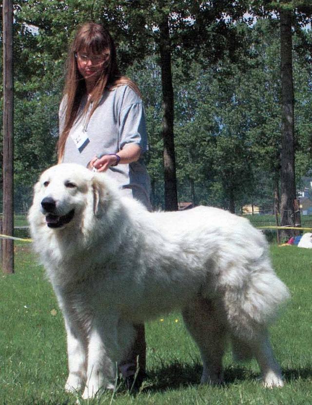 铲屎官的梦想，世界上最高大威猛的狗狗，征服你的少女心