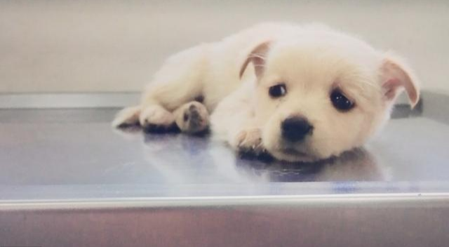 新狗狗到家晚上一直叫，可能是这5个原因！