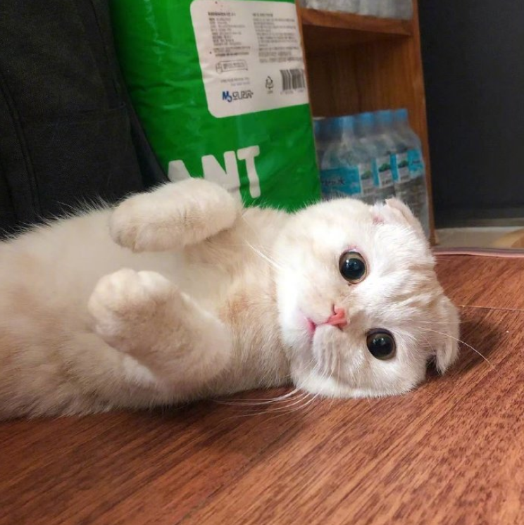 人生嘛，没有什么是撸撸猫过不去的，如果有，那么就是时间不够