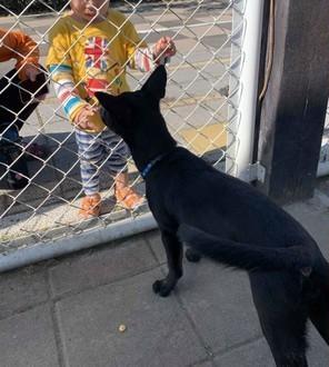 带狗狗出门训练，没想到在看到羊咩的瞬间，它被吓到抱紧主人大腿