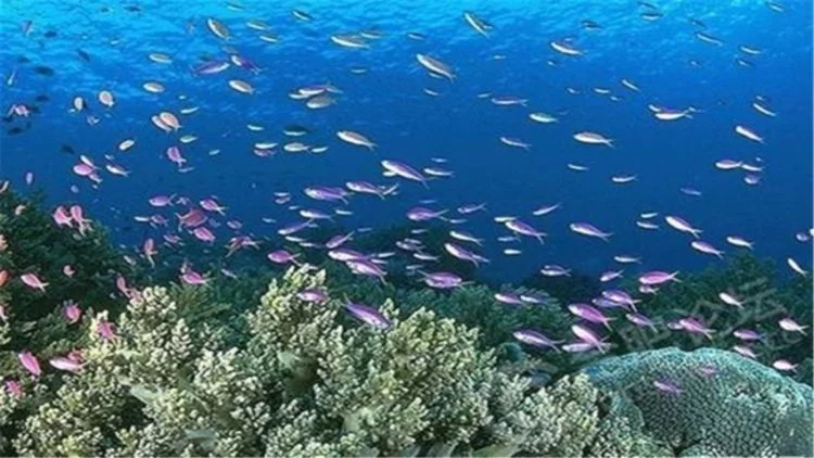 【宋城】甘泉岛是西沙群岛唯一有淡水的岛屿，只对国民开放！