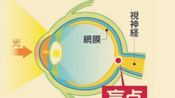 「感光细胞」人类真是被设计出来的吗?科学家拿出一个“铁证”,告诉你答案