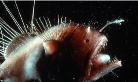 |世界上最会吃软饭的鱼，没有之一！我真是服了！