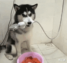 |妹子，你们头上戴着钢丝球在哪买的？哈哈